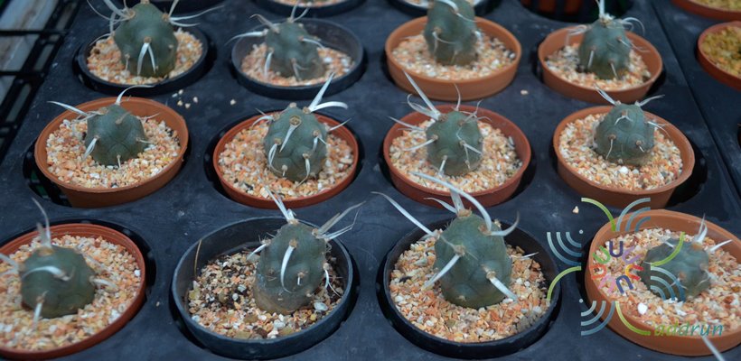 หนามกระดาษ Tephrocactus articulatus var. papyracanthus (Phil.) Backeb.