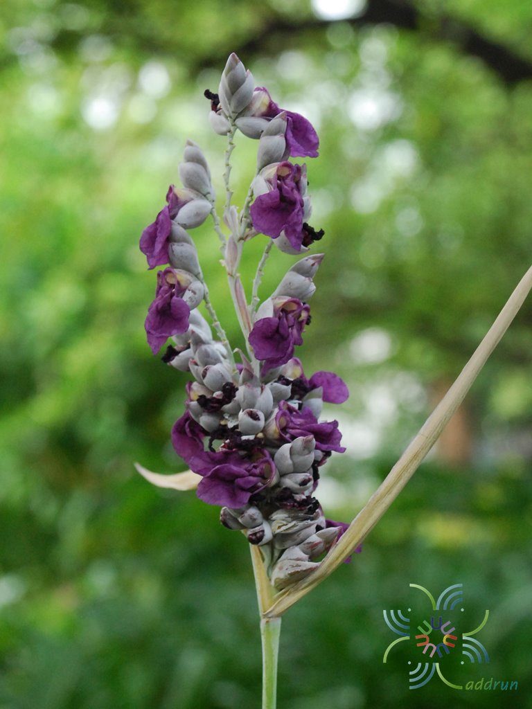 คล้าน้ำช่อตั้ง Thalia dealbata Fraser