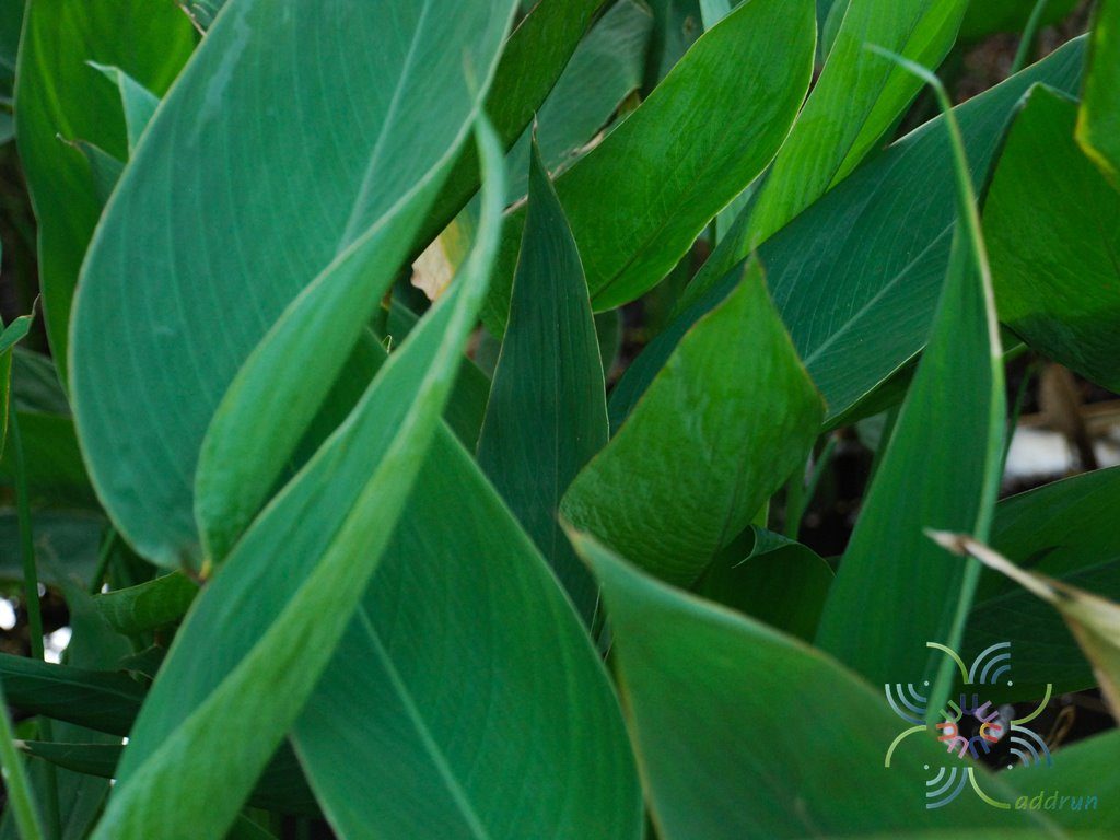 คล้าน้ำช่อตั้ง Thalia dealbata Fraser
