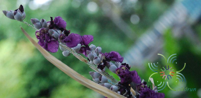 คล้าน้ำช่อตั้ง Thalia dealbata Fraser