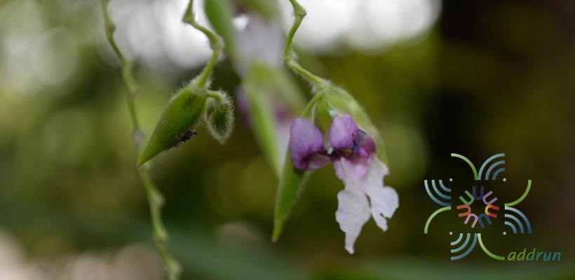 คล้าน้ำช่อห้อย Thalia geniculata L.