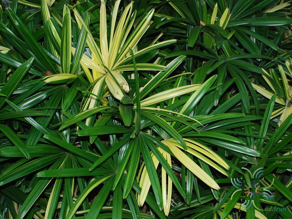 จั๋งญี่ปุ่น Rhapis excelsa (Thunb.) Henry cv. Nanzannishiki