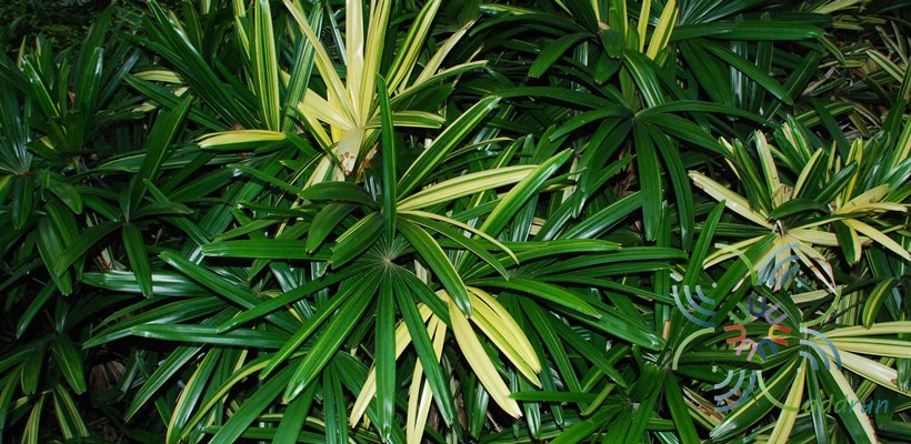 จั๋งญี่ปุ่น Rhapis excelsa (Thunb.) Henry cv. Nanzannishiki