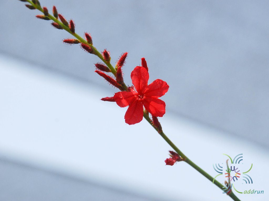 เจตมูลเพลิงแดง Plumbago indica L.