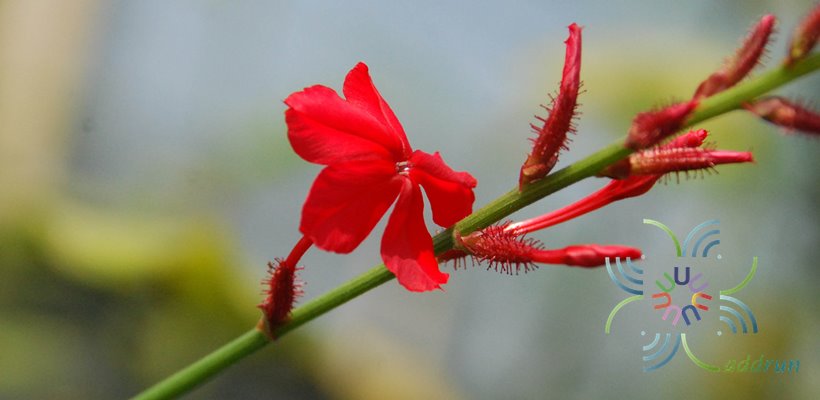 เจตมูลเพลิงแดง Plumbago indica L.