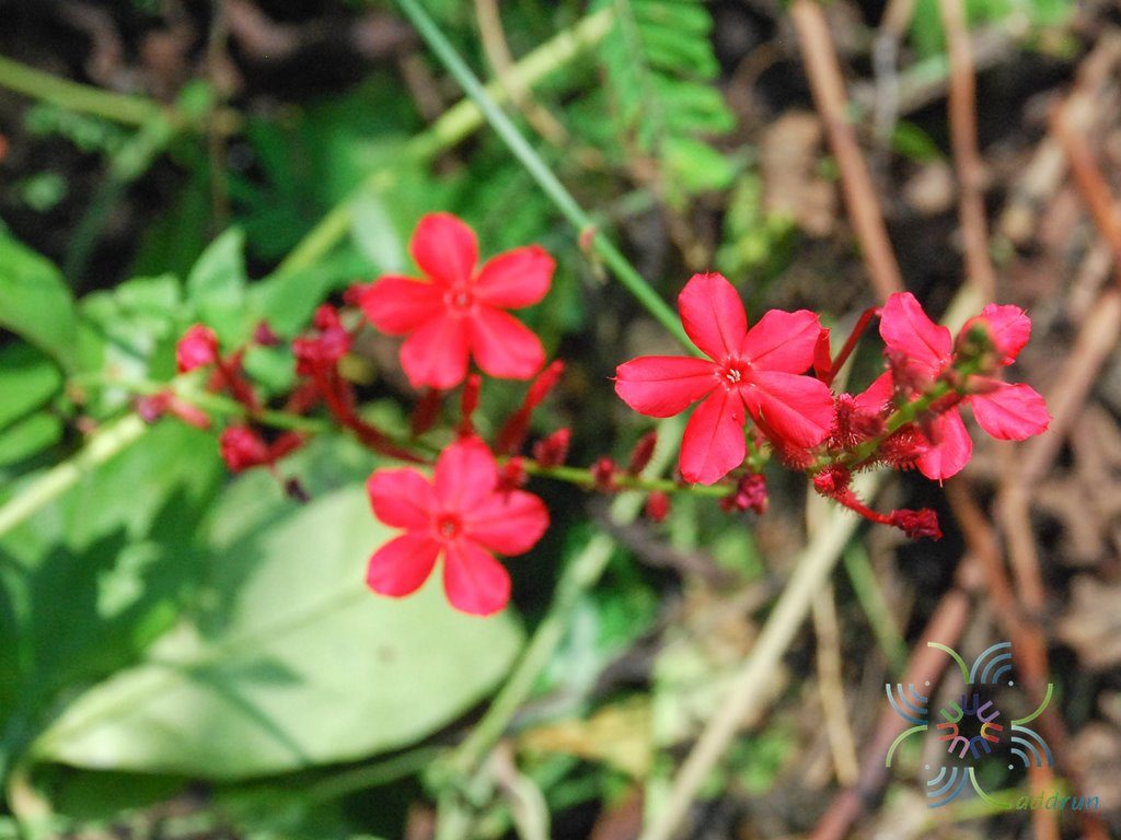 เจตมูลเพลิงแดง Plumbago indica L.