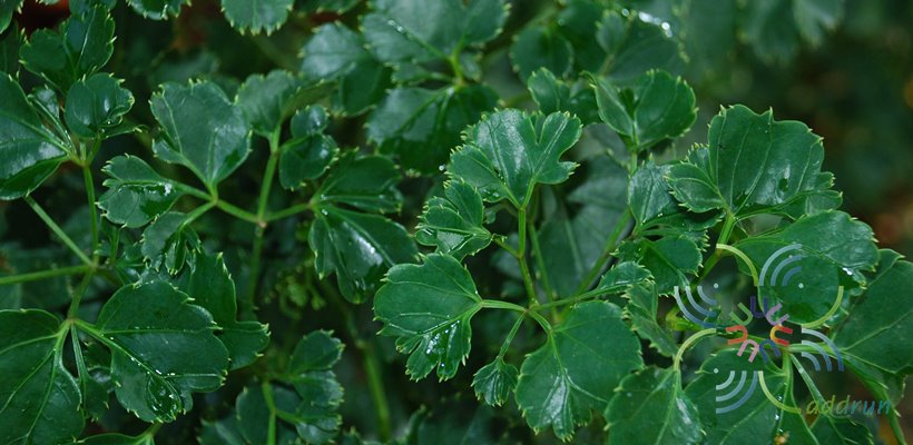 ครุฑผักชี Polyscias guilfoylei (W.Bull) L.H. Bailey ‘Quinquefolia’