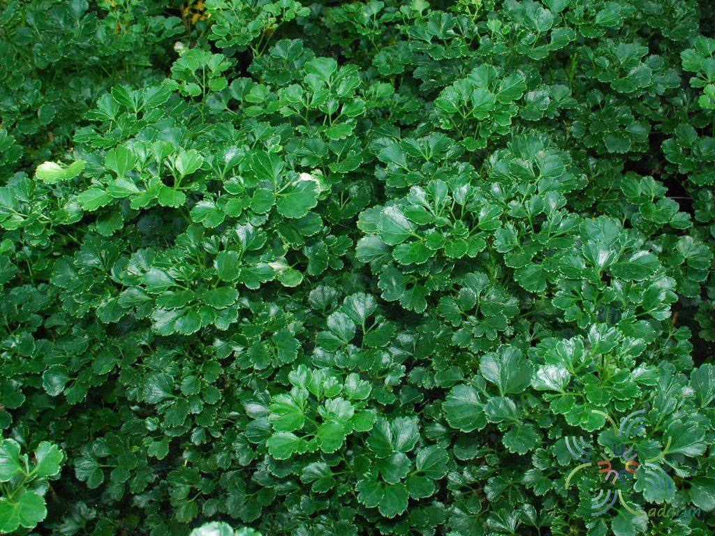 ครุฑผักชี Polyscias guilfoylei (W.Bull) L.H. Bailey ‘Quinquefolia’