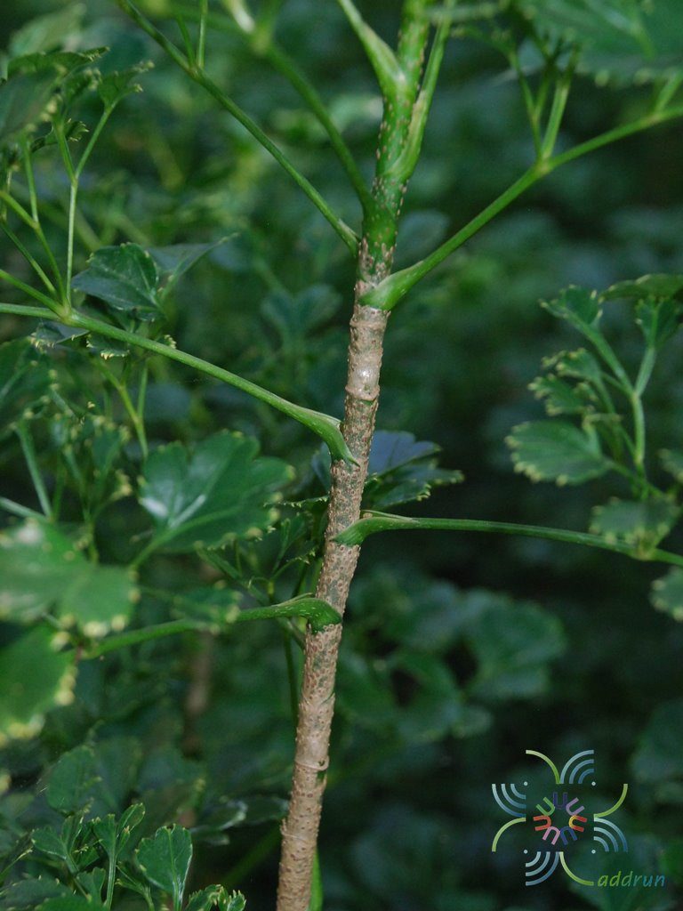 ครุฑผักชี Polyscias guilfoylei (W.Bull) L.H. Bailey ‘Quinquefolia’