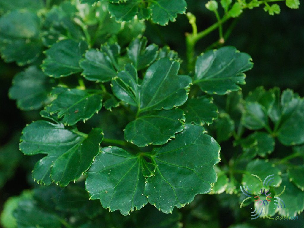 ครุฑผักชี Polyscias guilfoylei (W.Bull) L.H. Bailey ‘Quinquefolia’