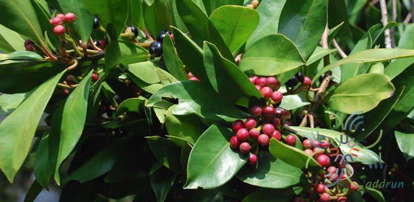 พิลังกาสา Ardisia ionantha K.Larsen & C.M.Hu