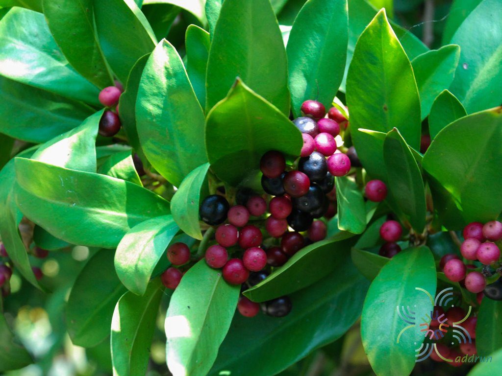 พิลังกาสา Ardisia ionantha K.Larsen & C.M.Hu