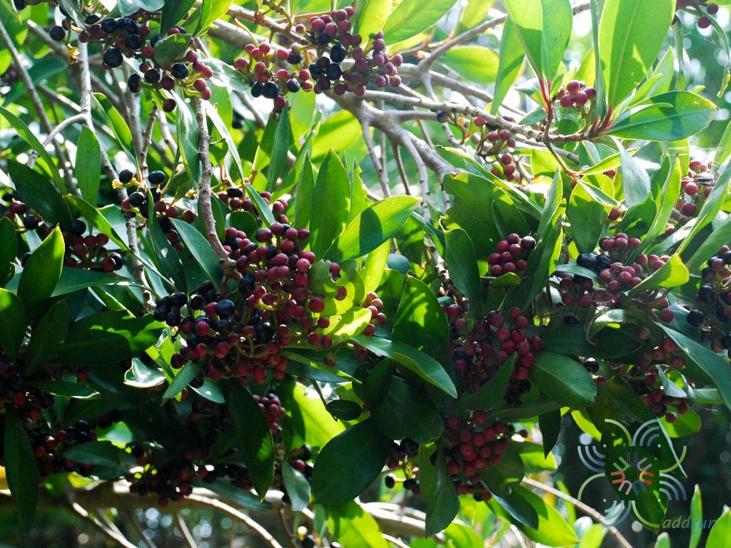 พิลังกาสา Ardisia ionantha K.Larsen & C.M.Hu