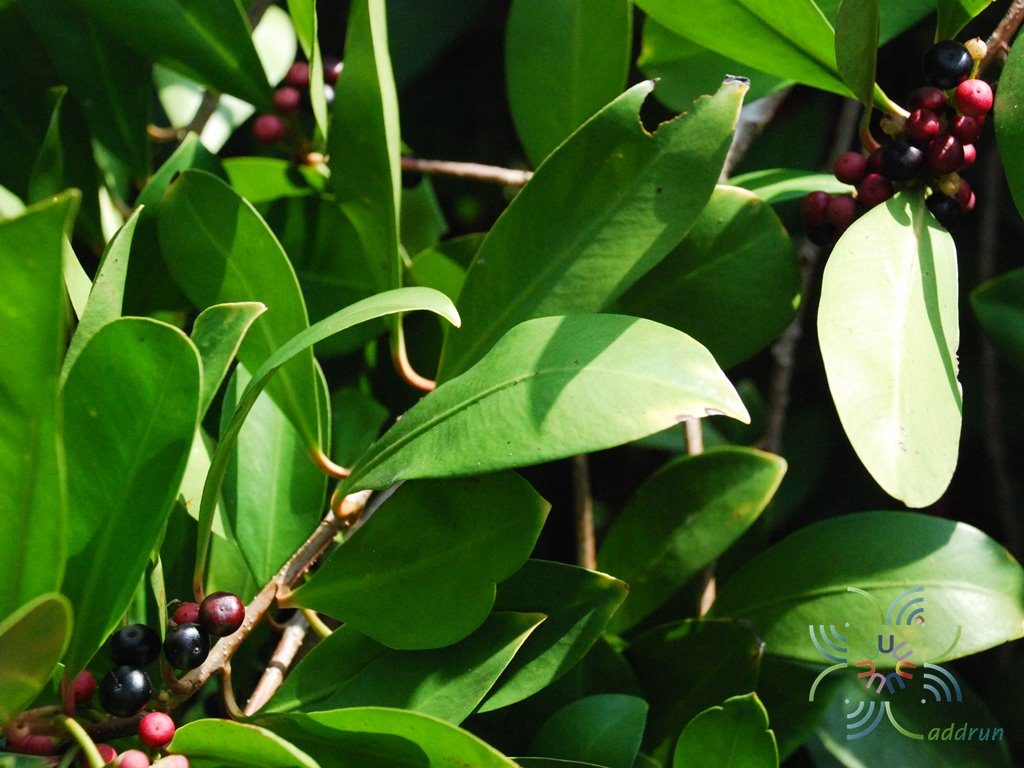 พิลังกาสา Ardisia ionantha K.Larsen & C.M.Hu