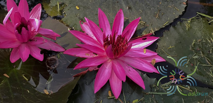 บัวสาย สัตตบรรณ Nymphaea rubra Roxb. ex Andrews