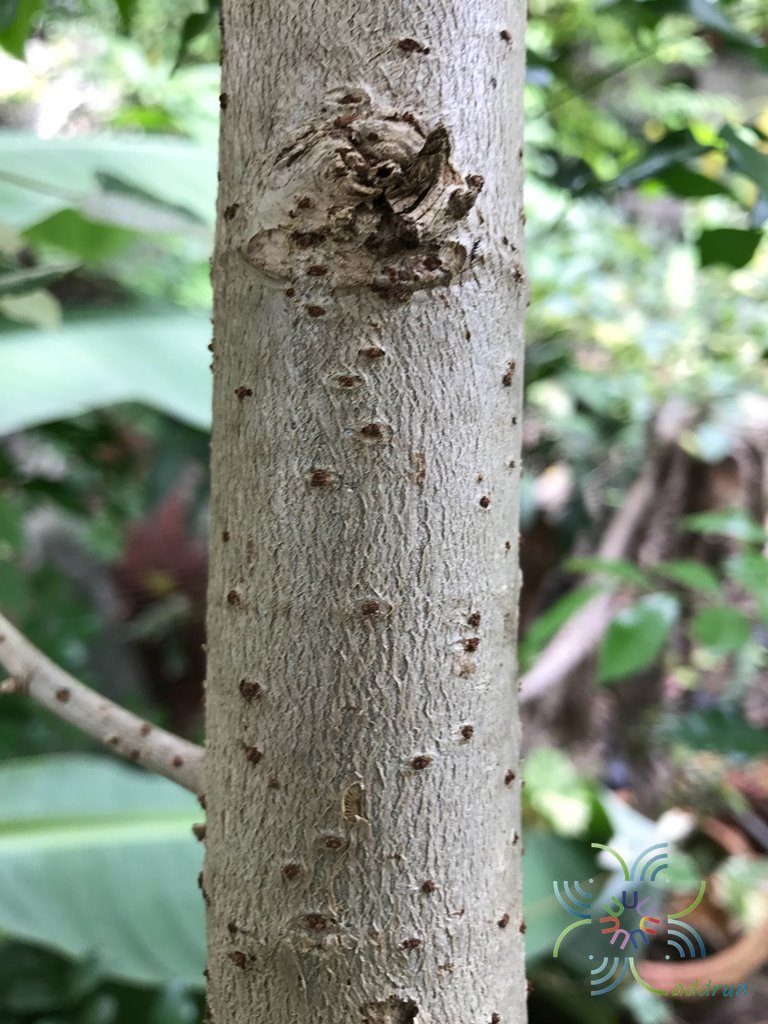 โพทะเลด่าง Thespesia populnea (L.) Sol. ex Corrêa