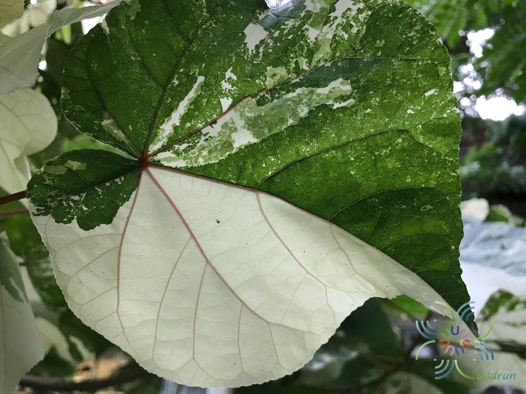 โพทะเลด่าง Thespesia populnea (L.) Sol. ex Corrêa