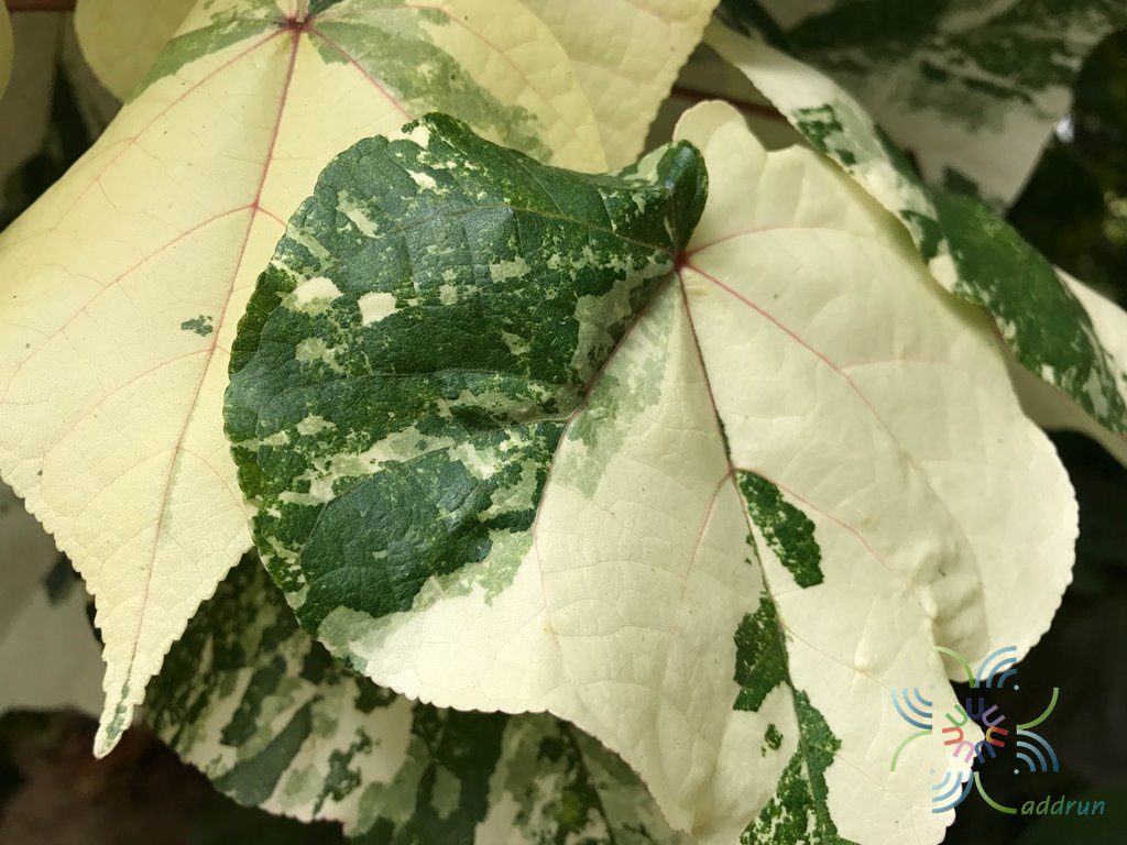 โพทะเลด่าง Thespesia populnea (L.) Sol. ex Corrêa