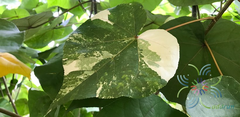 โพทะเลด่าง Thespesia populnea (L.) Sol. ex Corrêa