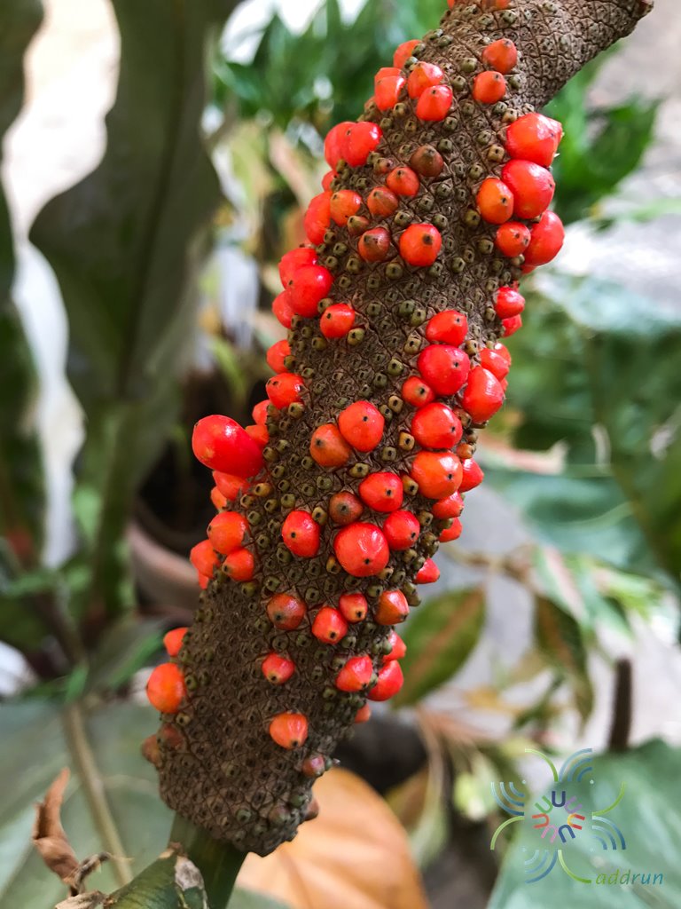 หน้าวัวใบด่าง Anthurium hybrid