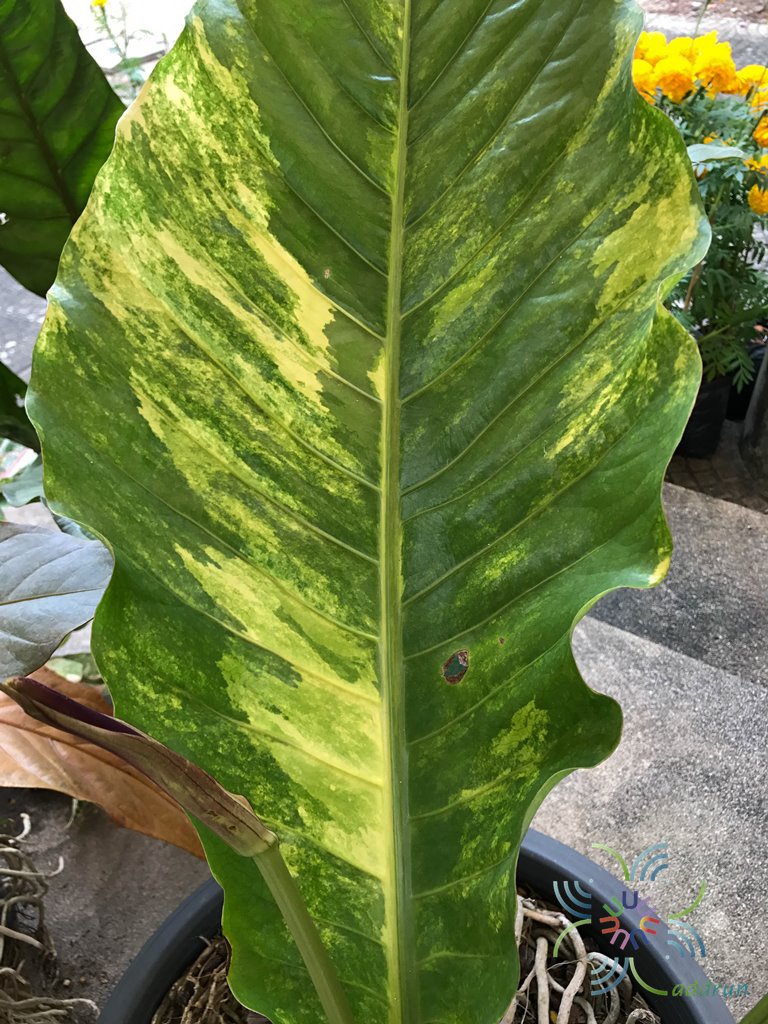 หน้าวัวใบด่าง Anthurium hybrid