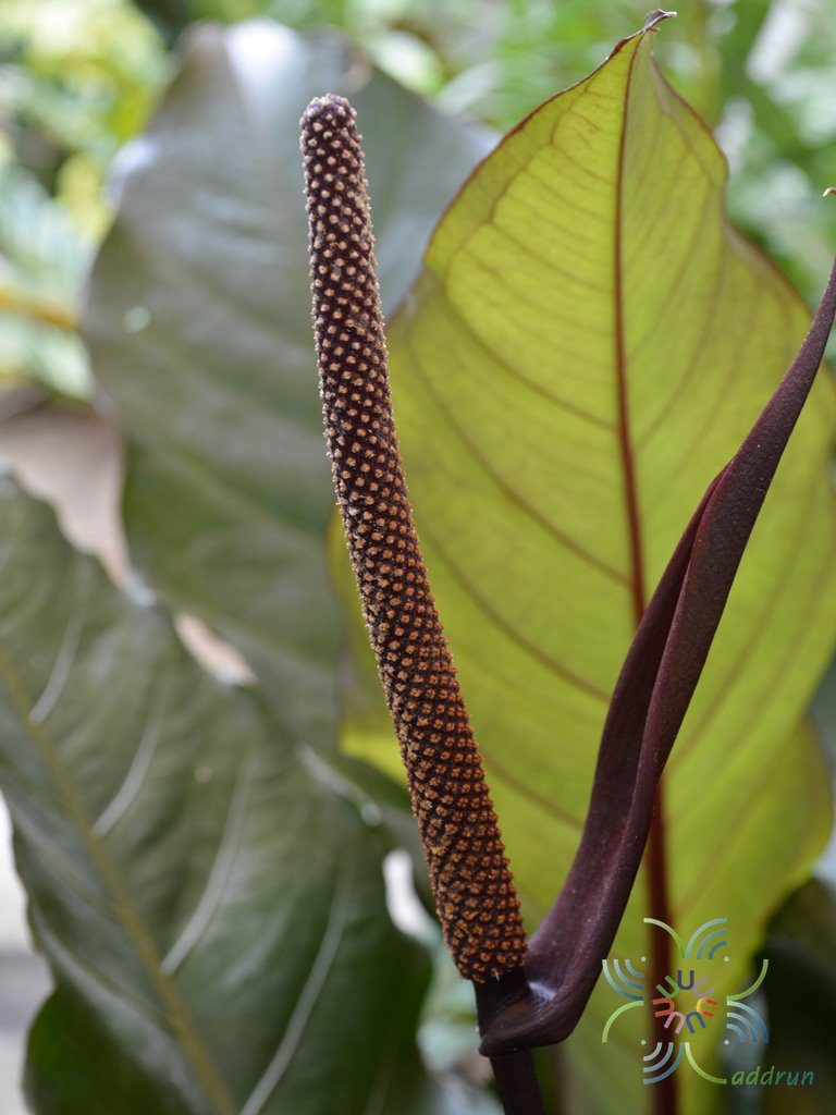 หน้าวัวใบแดง Anthurium hybrid