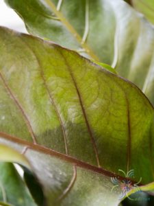 หน้าวัวใบแดง Anthurium hybrid