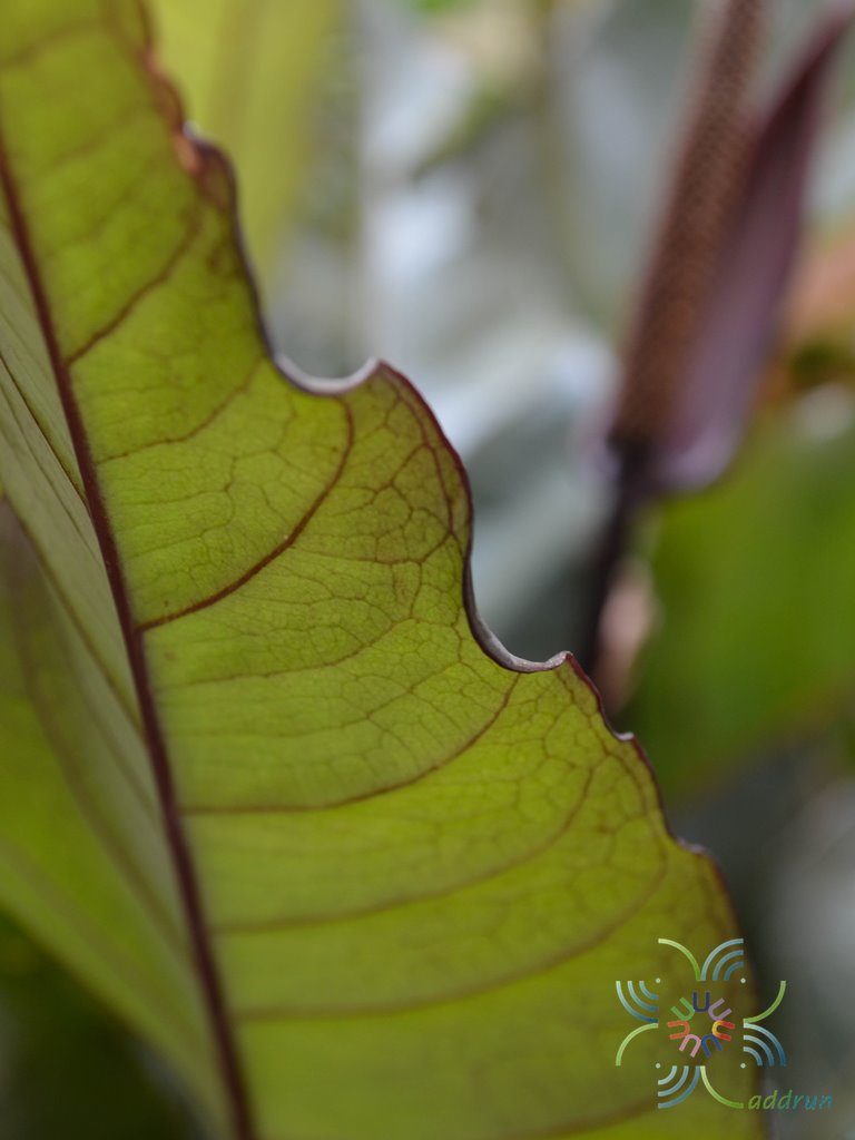หน้าวัวใบแดง Anthurium hybrid