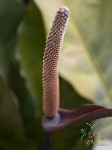 หน้าวัวใบแดง Anthurium hybrid