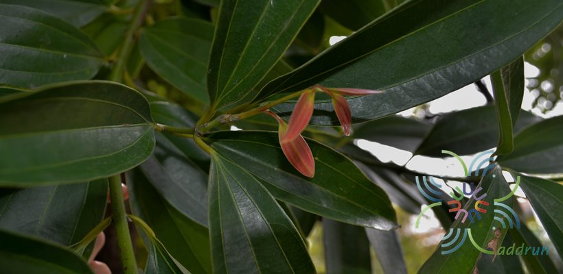 อบเชยไทย Cinnamomum bejolghota (Buch.-Ham.) Sweet