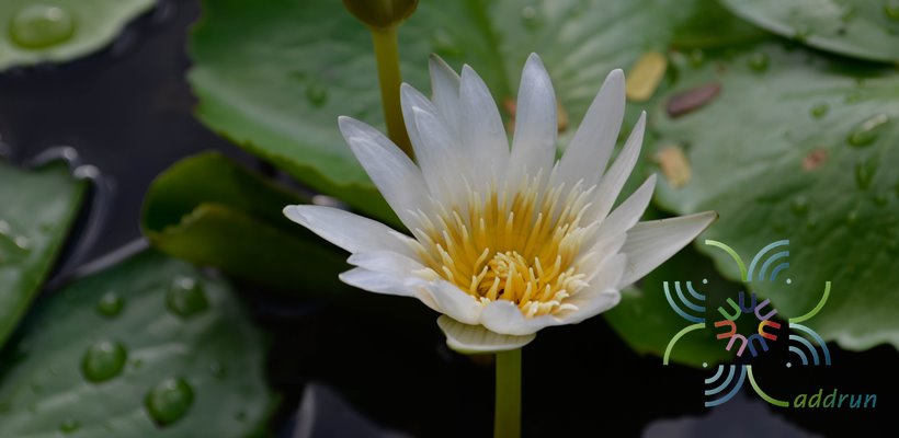 บัวผัน มิสซิสจอร์จเอชปริง Nymphaea spp.