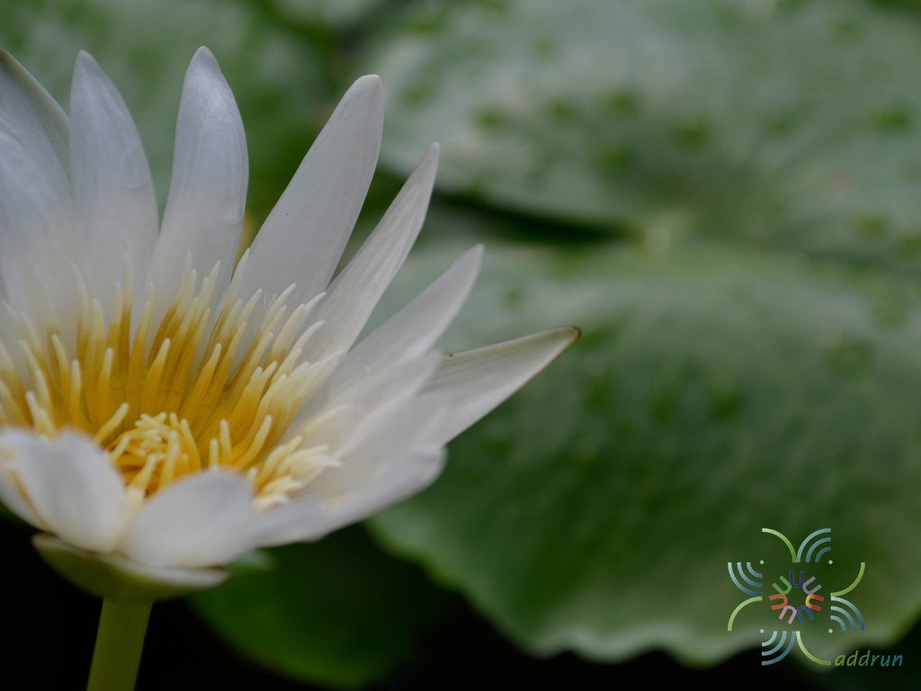 บัวผัน มิสซิสจอร์จเอชปริง Nymphaea spp.