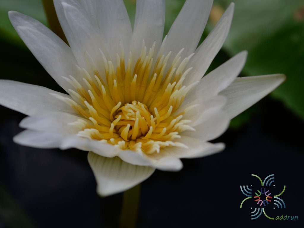 บัวผัน มิสซิสจอร์จเอชปริง Nymphaea spp.