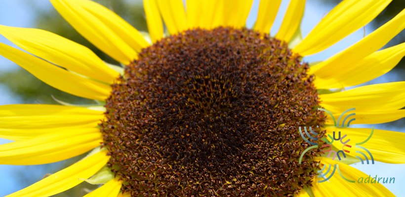 ทานตะวัน Helianthus annuus L.