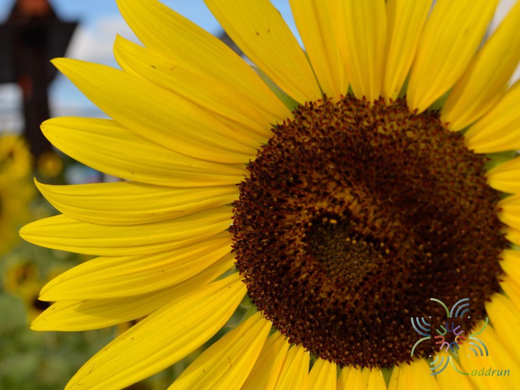 ทานตะวัน Helianthus annuus L.
