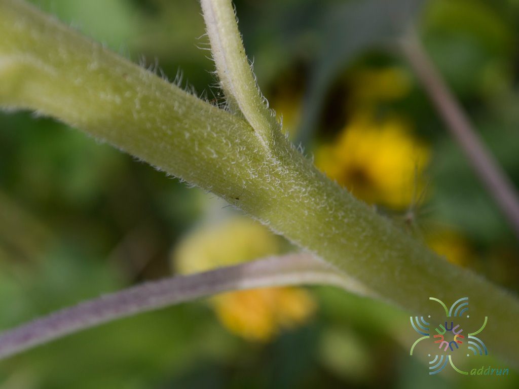 ทานตะวัน Helianthus annuus L.