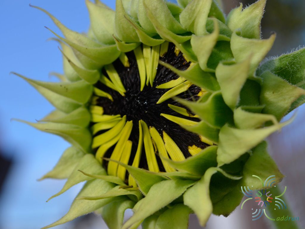 ทานตะวัน Helianthus annuus L.