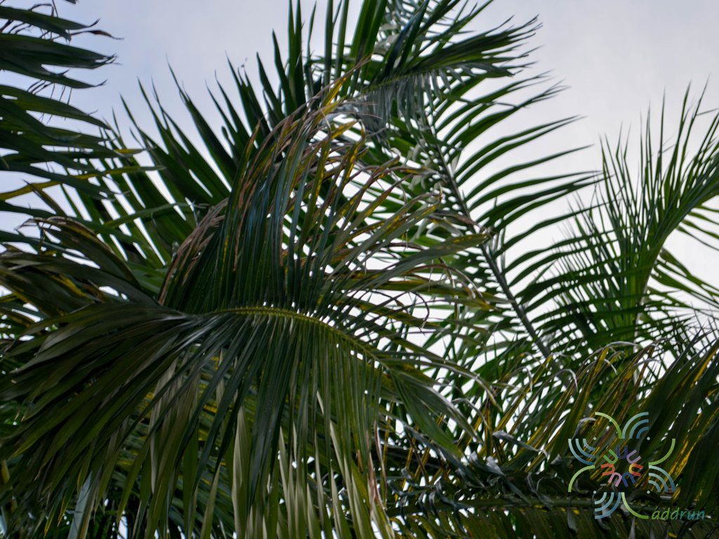 ปาล์มขวด Roystonea regia (Kunth) O.F.Cook