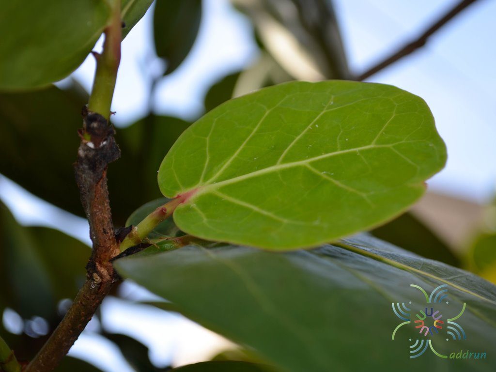 องุ่นทะเล Coccoloba uvifera (L.) L.