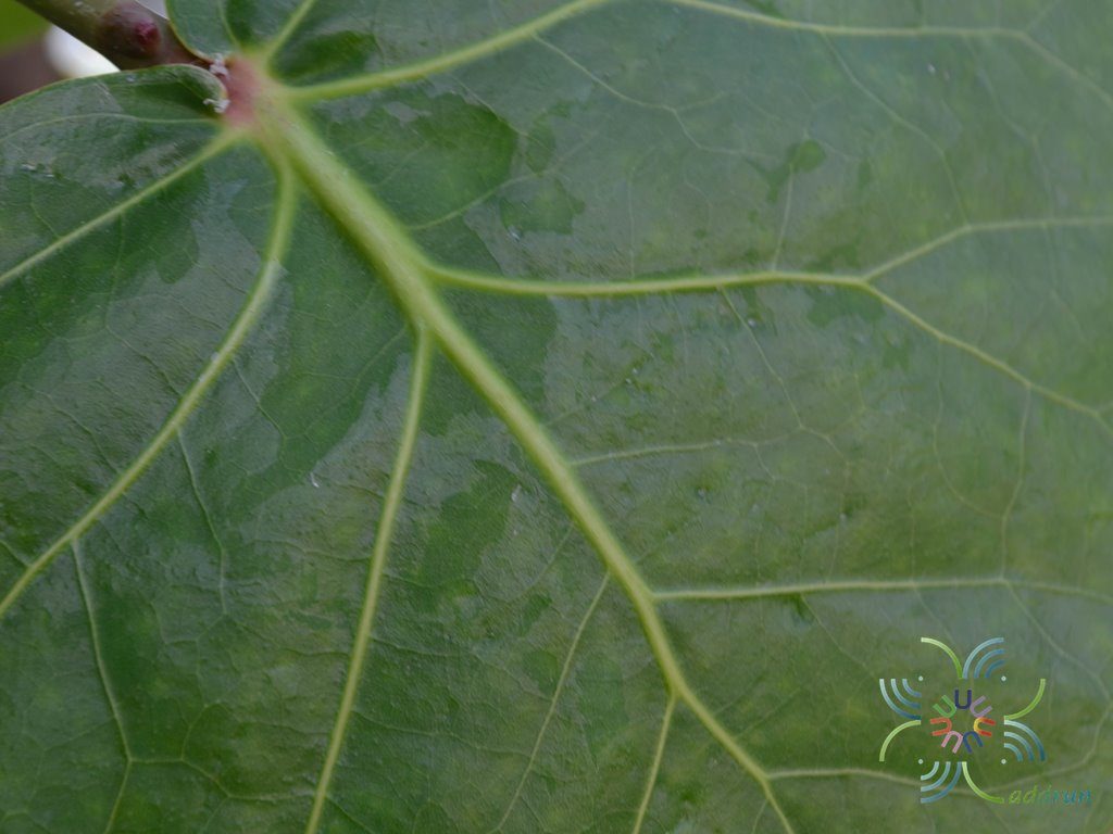 องุ่นทะเล Coccoloba uvifera (L.) L.