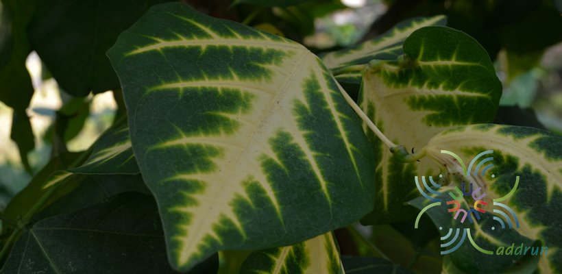 ทองหลางลาย Erythrina variegata L.