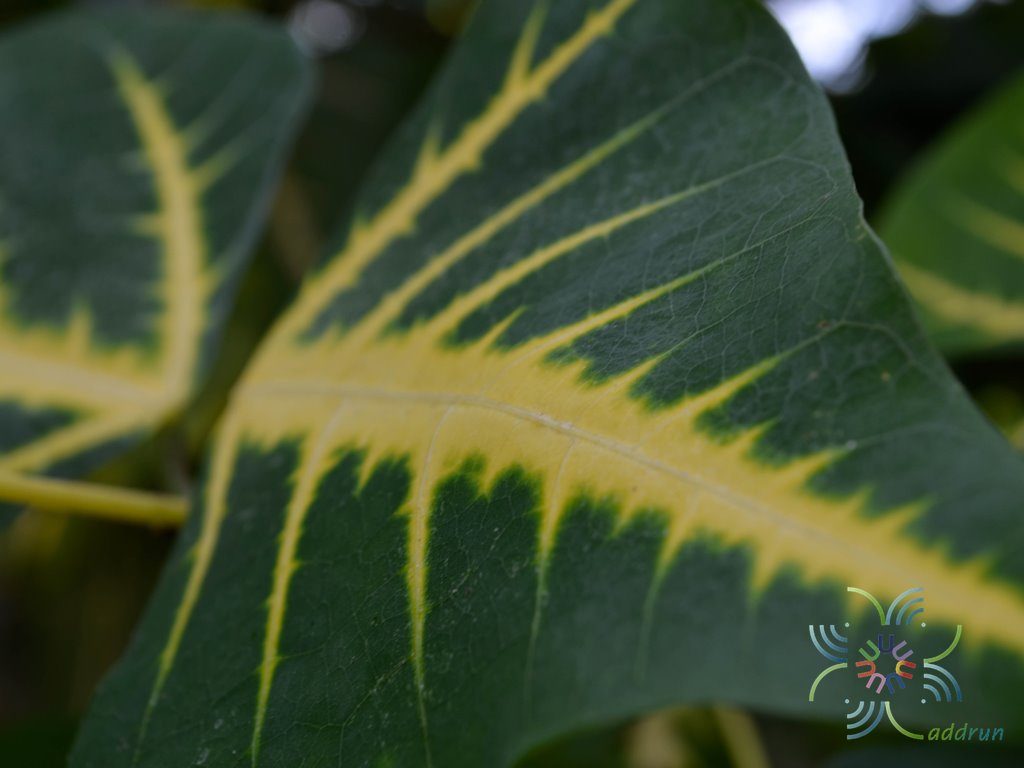 ทองหลางลาย Erythrina variegata L.