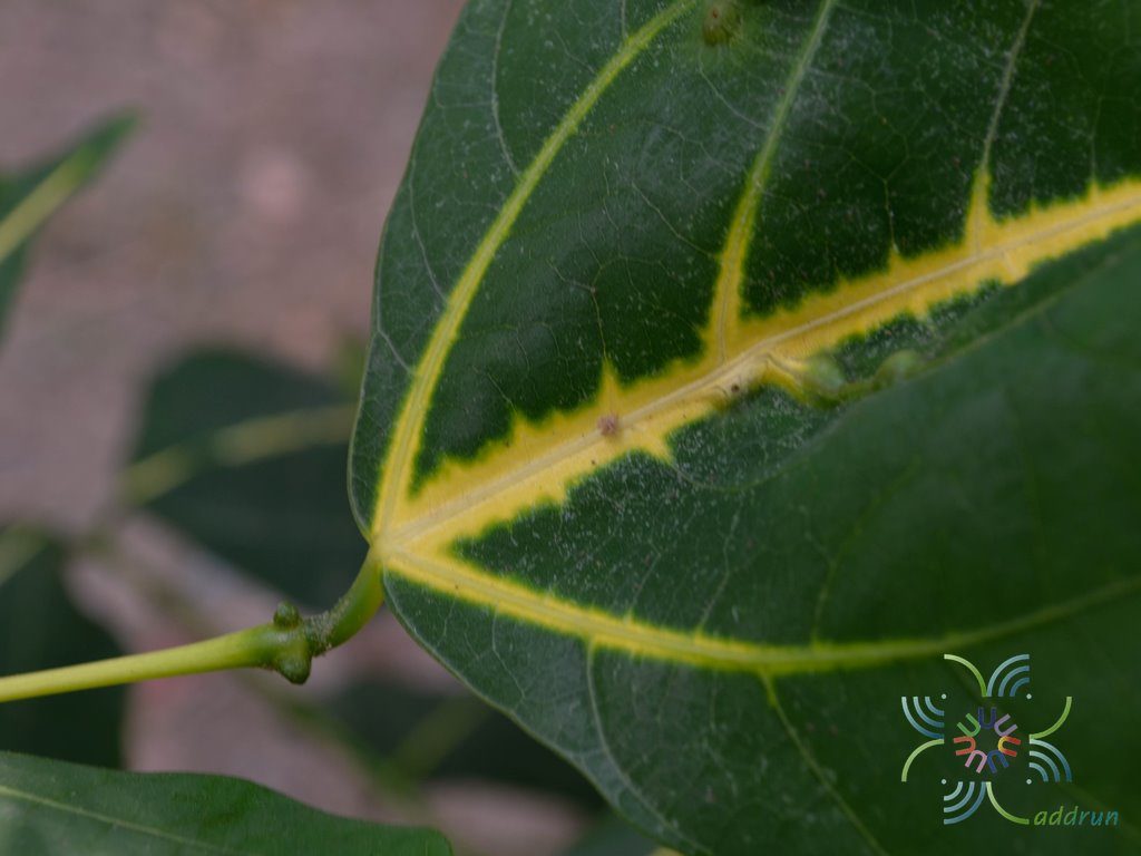 ทองหลางลาย Erythrina variegata L.