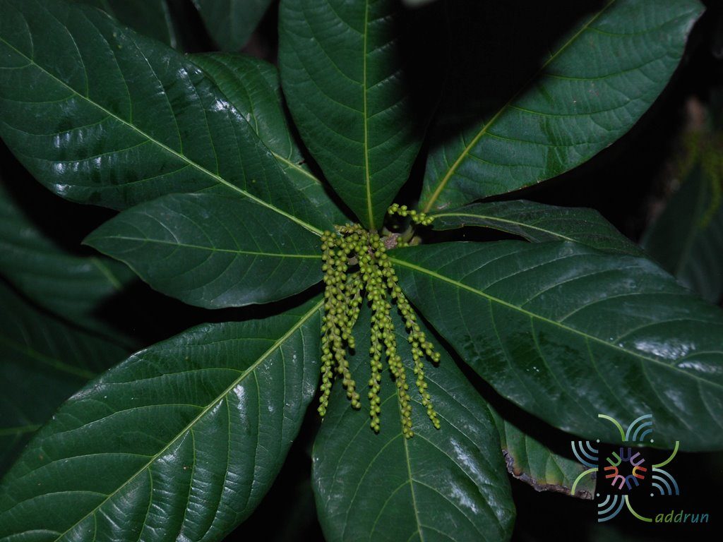 สามพันตา Sampantaea amentiflora (Airy Shaw) Airy Shaw