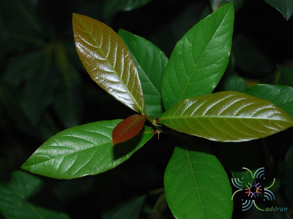 สามพันตา Sampantaea amentiflora (Airy Shaw) Airy Shaw