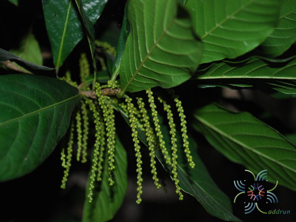 สามพันตา Sampantaea amentiflora (Airy Shaw) Airy Shaw
