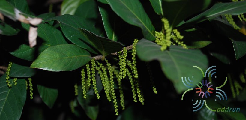 สามพันตา Sampantaea amentiflora (Airy Shaw) Airy Shaw
