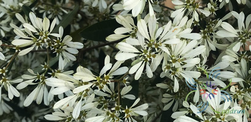 ไวท์คริสต์มาส Euphorbia Leucocephala Lotsy.