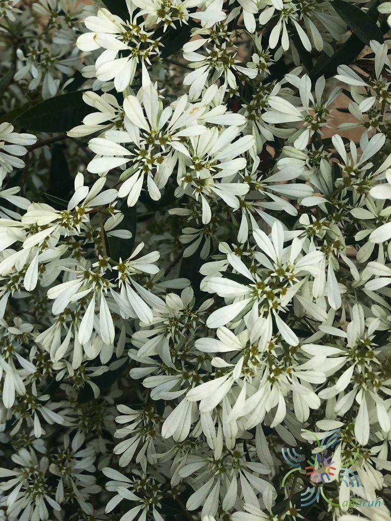 ไวท์คริสต์มาส Euphorbia Leucocephala Lotsy.