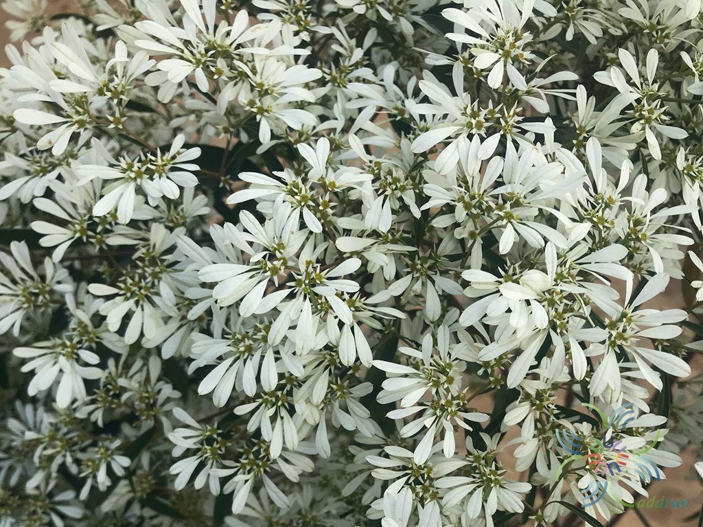 ไวท์คริสต์มาส Euphorbia Leucocephala Lotsy.
